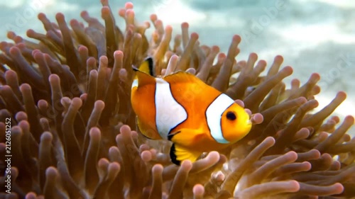 Clownfish near coral in clear ocean water.