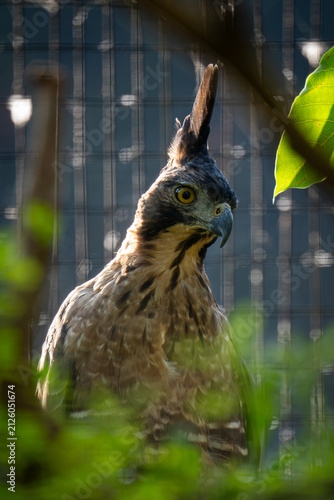 Javan hawk-eagle