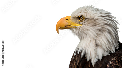 Canvas Print Detailed profile portrait of wild majestic bald eagle head fauna asset isolated