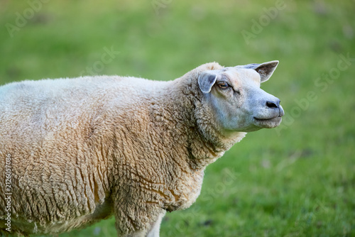 A peaceful sheep stands gracefully in a vibrant green pasture, its textured fleece prominent against the soft, natural backdrop. Serene and calm, embodying rural tranquility.