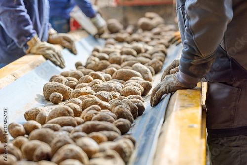 Workers in a potato processing plant meticulously sort freshly harvested potatoes on a conveyor belt, ensuring quality control. Hands in gloves carefully inspect the produce.