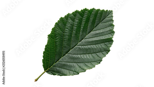 Fresh green rowan leaf with detailed pinnate structure foliage nature isolated on transparent background