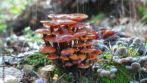 Cluster Of Wild Mushrooms Growing On A Wet Tree Stump In The Autumn Rain Close Up Forest Nature Video In Slow Motion