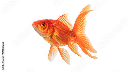 Beautiful bright orange goldfish swimming aquatic pet animal fauna asset icon isolated on transparent background