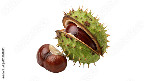 Bild auf Leinwand Open chestnut pod husk split in half with ripe brown nuts isolated on transparen
