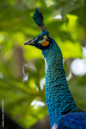 close up of peacock