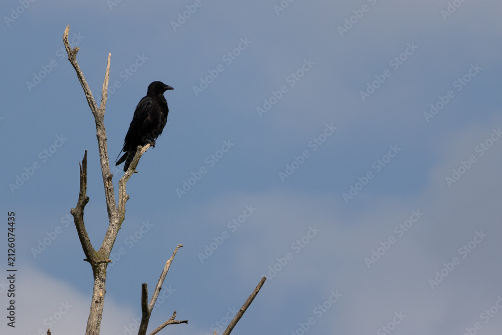 Naklejka premium Black raven perched on a bare tree branch against blue sky.