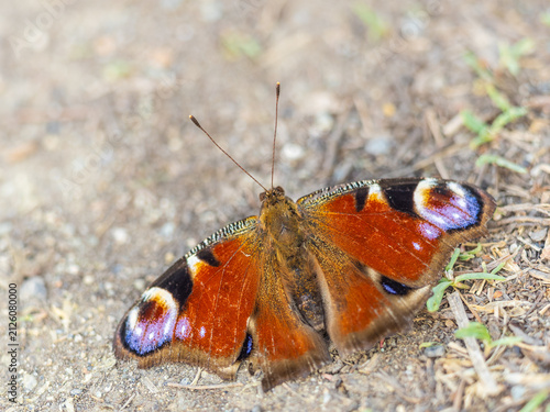 Canvastavla Peacock butterfly on the ground among the grass