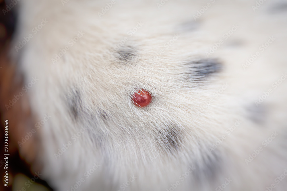 Obraz premium Engorged tick embedded in the white fur of a dog, close-up macro shot highlighting the parasite infestation. Pet health concept.
