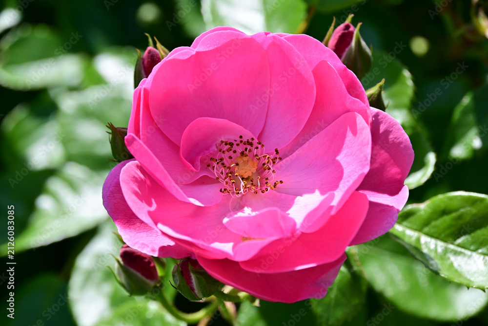 Poster Close-up of a beautiful pink rose in full bloom showing central stamens under br – Wandbild