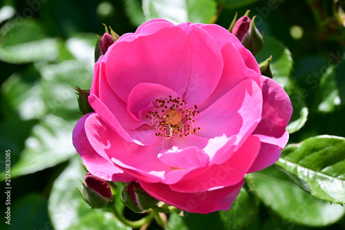 фотографія Close-up of a beautiful pink rose in full bloom showing central stamens under br