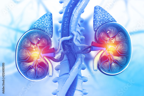 Human kidney medical diagram, anatomy of the kidney, diseased kidney. 3d illustration
