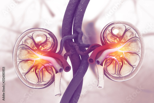 Kidneys, Human kidney anatomy cross section, scientific background, 3d illustration