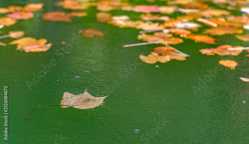 Fotografía Feuilles mortes dans le bassin de la pousada d'Amares, Minho, Portugal