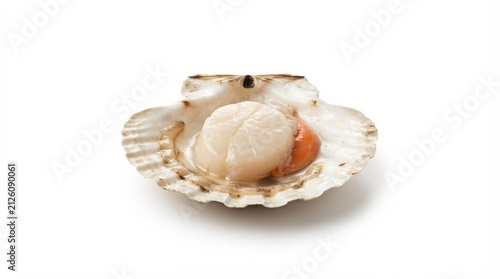 Fresh raw scallop in half shell on white background. Premium seafood delicacy for gourmet plating and culinary presentation.
