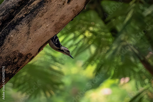 Foto Close-up action shot of a black and white spotted woodpecker climbing a large wo