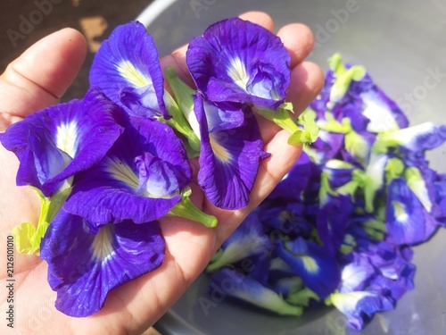 Fresh Butterfly Pea Flowers in Hand Close Up