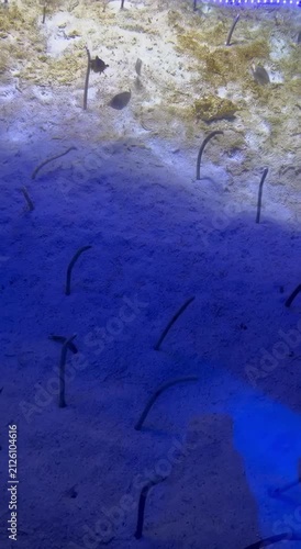 Garden eels emerging from sandy seabed in aquarium gently swaying in water with marine life display