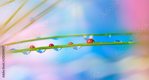 Obraz na plátně Ladybugs family on a dewy grass. Close up with shallow DOF.