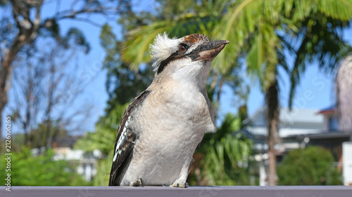 Fotografie Australian laughing kookaburra