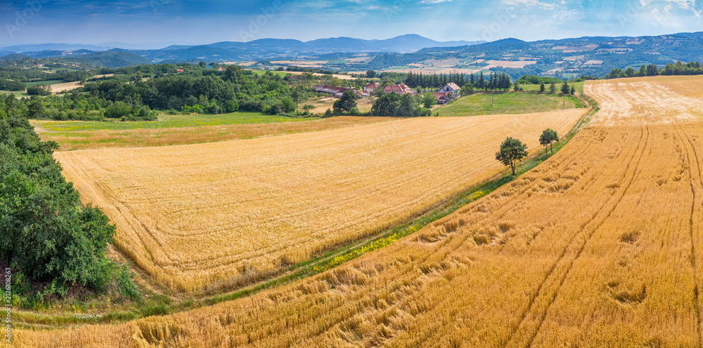 Obraz premium Aerial panoramic view of golden wheat fields rolling across a hilly summer countryside with a farmhouse and distant mountains.