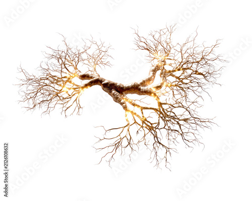Winter Tree Silhouette: A solitary, bare winter tree with intricate branching patterns stands stark against a bright, golden backdrop, symbolizing resilience and the quiet beauty of dormancy.