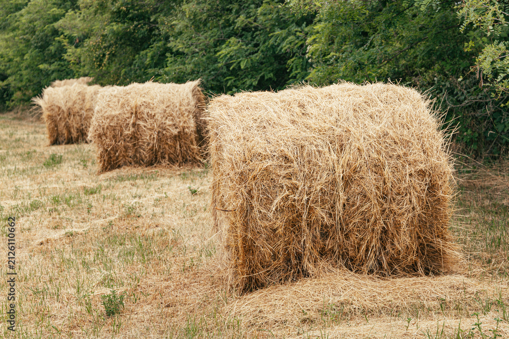 Obraz premium Row of square hay bales receding into depth on a harvested field edged with dense green trees, rural farming scene.