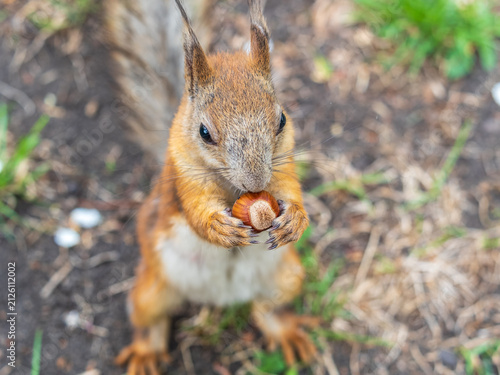 Konstfotografi Squirrel eats a nut while sitting in green grass