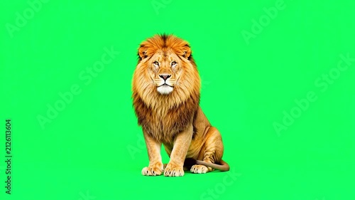 Realistic male lion on green screen background.