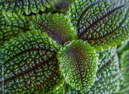 Photography Close-up of the textured leaves of Pilea mollis, Moon Valley