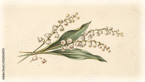 Vintage botanical of white lily of the valley flowers isolated on a transparent background