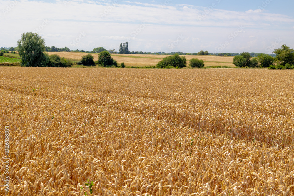 Naklejka premium The golden yellow grain in the field with blue sky, Triticum aestivum common bread wheat, Ripe ears of green rye in the farm in summer, Agriculture industry in countryside in Zuid-Limburg, Netherlands