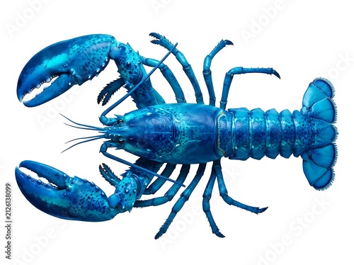 Stunning vibrant blue lobster isolated on white background
