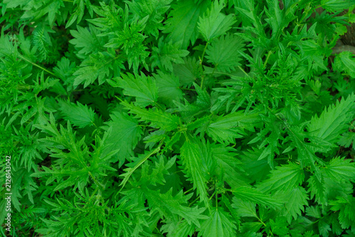 Stinging nettle leaves as background. Green texture of nettle