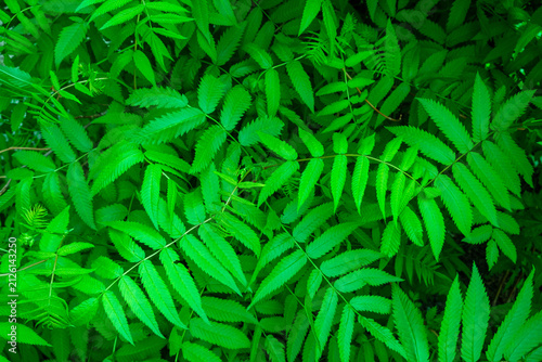 Sorbaria sorbifolia green leaves texture with raindrops. False spiraea bush foliage background