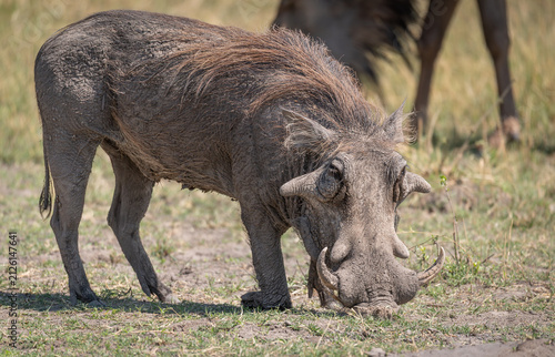 Photography Southern warthog in the Moremi Game Reserve, Botswana, Africa