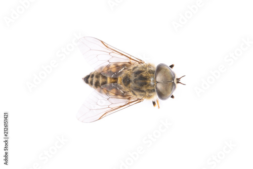 фотографія Horsefly Macro