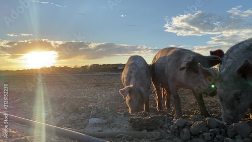 Free-Range Pigs Rooting in Farm Paddock at Sunset in Suffolk, UK Low-angle view of free-range young pigs rooting through stones and dry soil in an outdoor farm paddock in Suffolk, UK. The animals are 