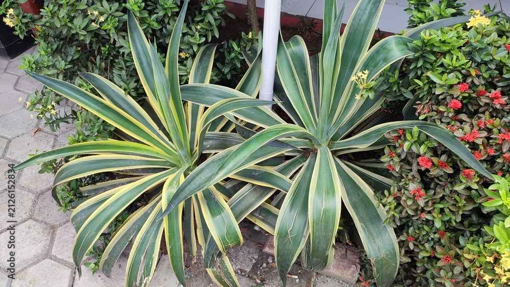 Obraz premium Beautiful view of Agave angustifolia plant
