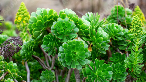 Green aeonium succulent plants growing in natural habitat