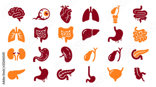 Human internal organs icon set, 24 medical vector illustrations of anatomy, red and orange biological body parts for healthcare infographics isolated on White Background halloween