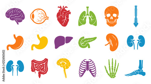Human internal organs and anatomy icons, colorful medical body parts set of 18 vector illustrations, healthcare biology symbols isolated on White Background halloween