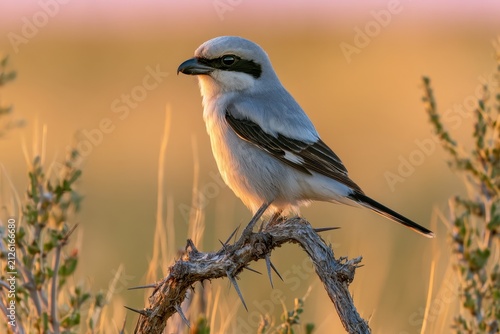 Golden-hour wildlife scene featuring a Loggerhead Shrike in open scrubland