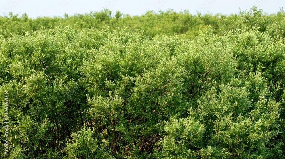 Fototapeta premium Green cloud of Texas sage hedges forming a tranquil garden background