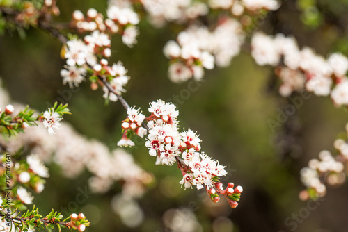 White manuka blossoms Leptospermum scoparium flowering in New Zealand native bush