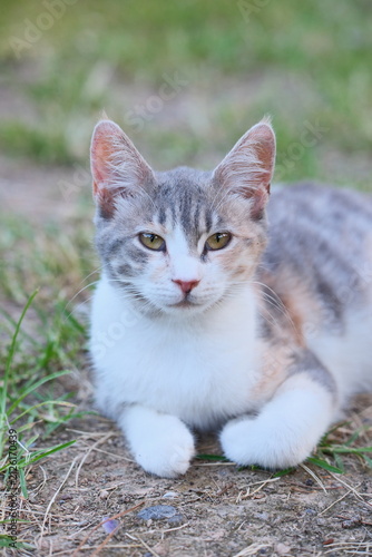 Canvastavla Selective Focus Close-Up Portrait of a Grey and White Stray Cat Lying on the Gro