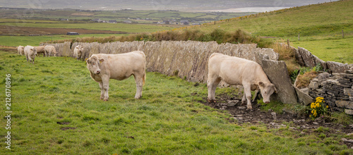 Canvas Print Charolais cows standing in a green field adjacent to the cliffs of Moher in County Clare, Ireland
