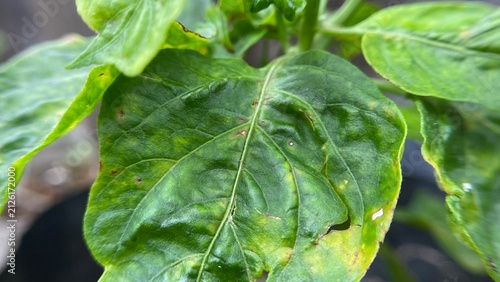 Cuadro en lienzo Diseased chili pepper plant leaf with spot damage macro