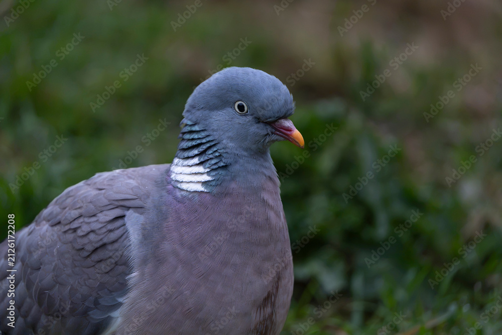 Fototapeta premium Wood pigeon (Columba palumbus)