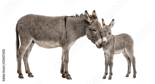 Mother and baby donkey nuzzling affectionately on a white background